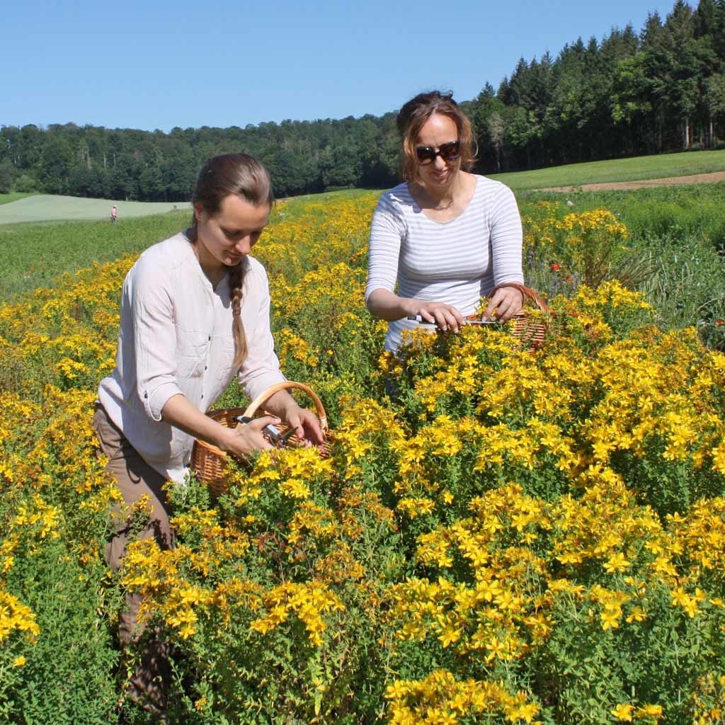 Johanniskraut Blütenernte per Hand