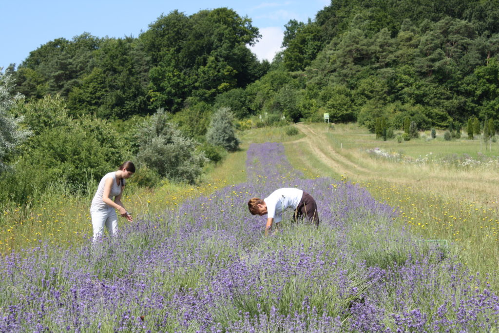 Lavendelernte per Hand auf unserem eigenen Feld im Spessart