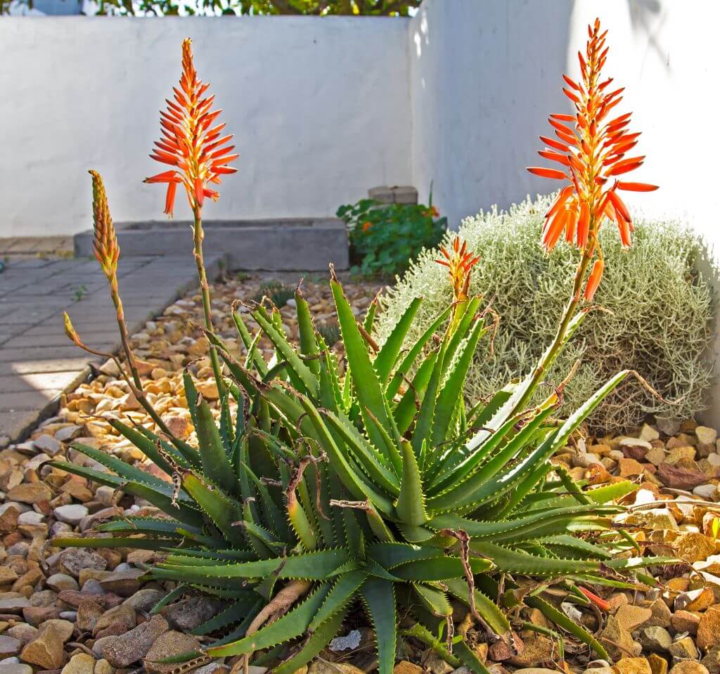 Aloe vera Pflanze blühend