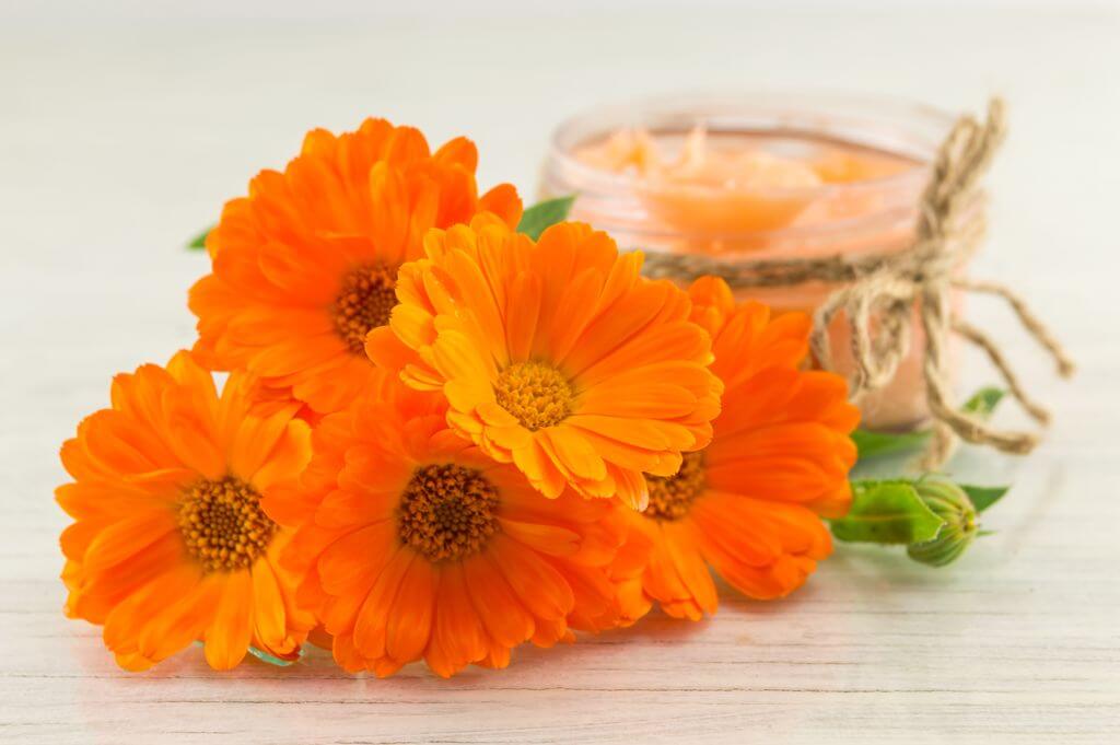 Ringelblumensalbe frische Blüten