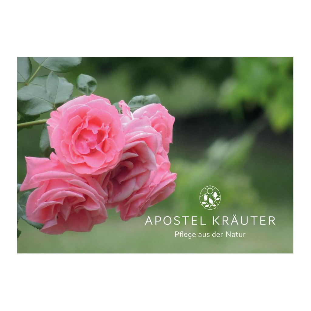 Geschenk-Gutschein Rose
