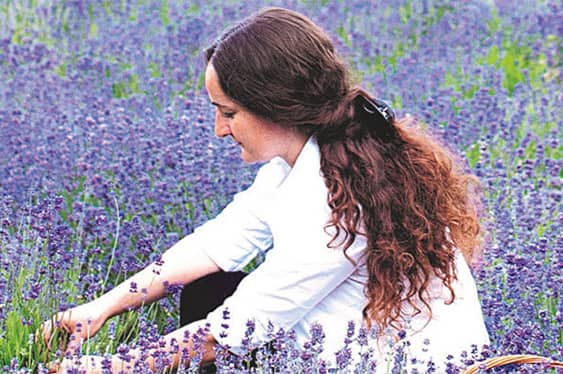 Lavendel